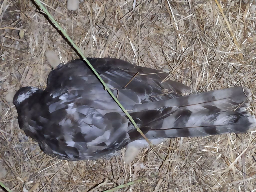 Identificazione incerta: Sparviere