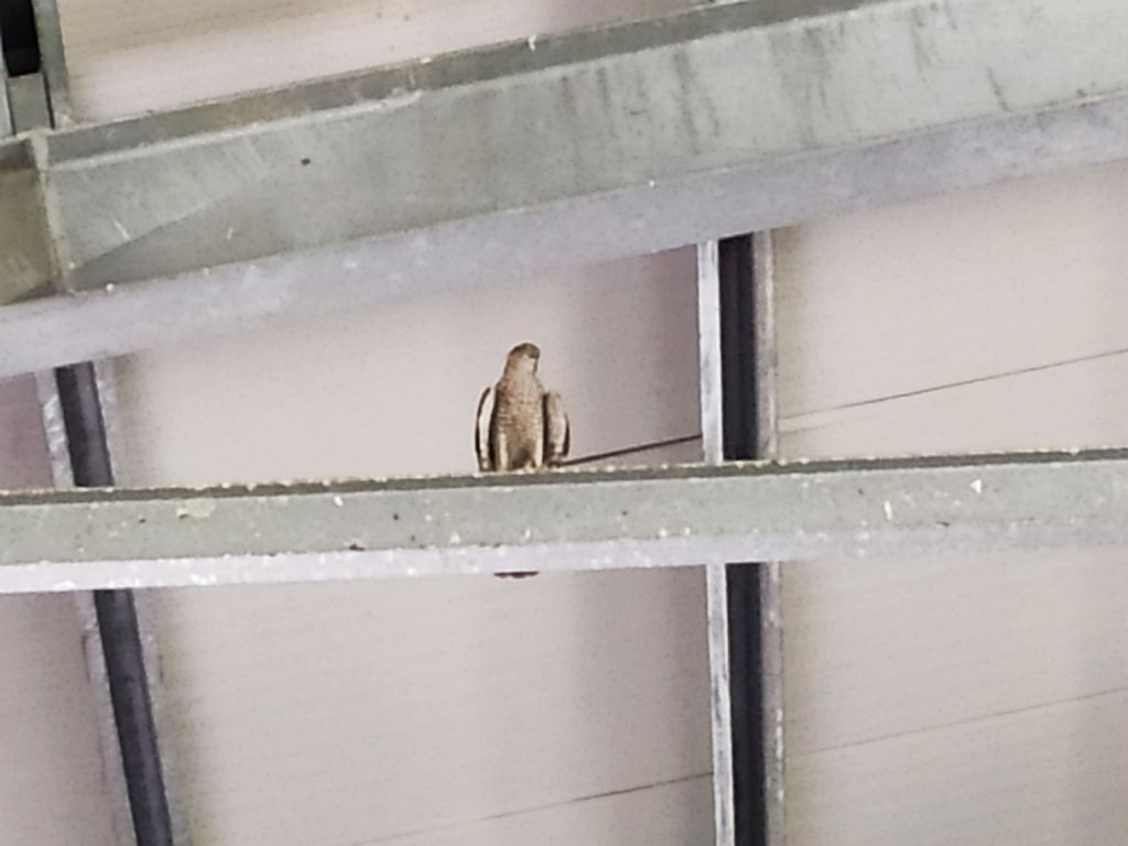 Identificazione incerta: Sparviere