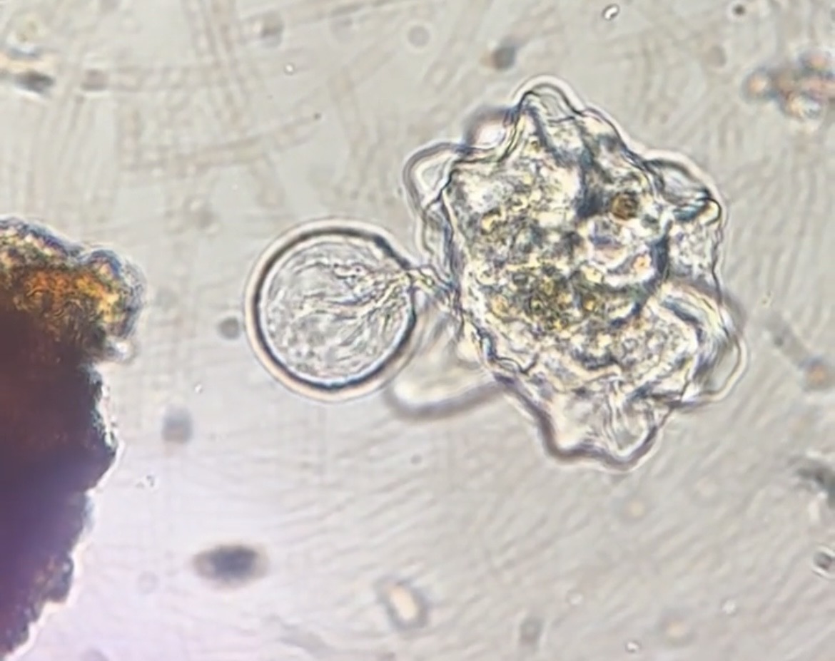 Aiuto identificazione