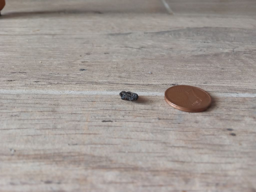 Escrementi in casa