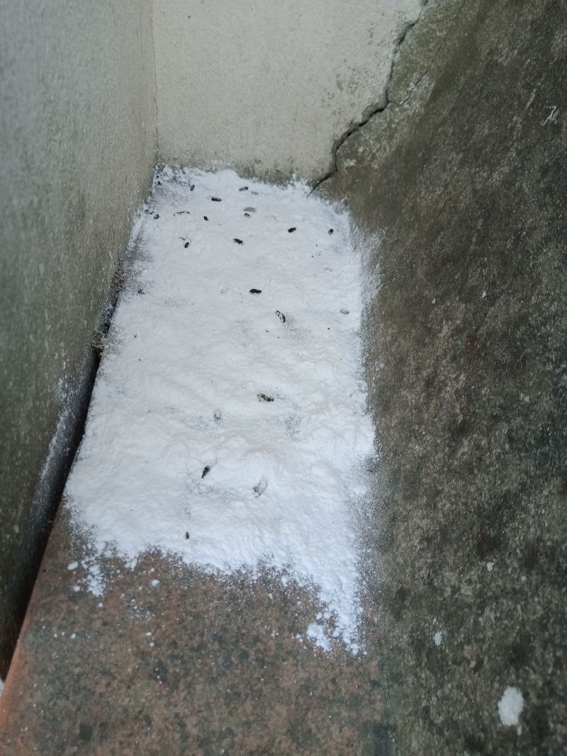 Feci di topo? O insetti ? Pipistrelli