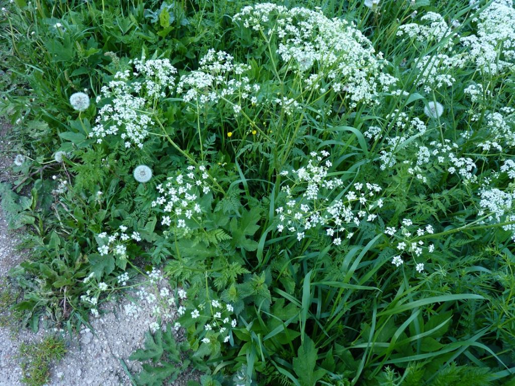 Anthriscus sylvestris