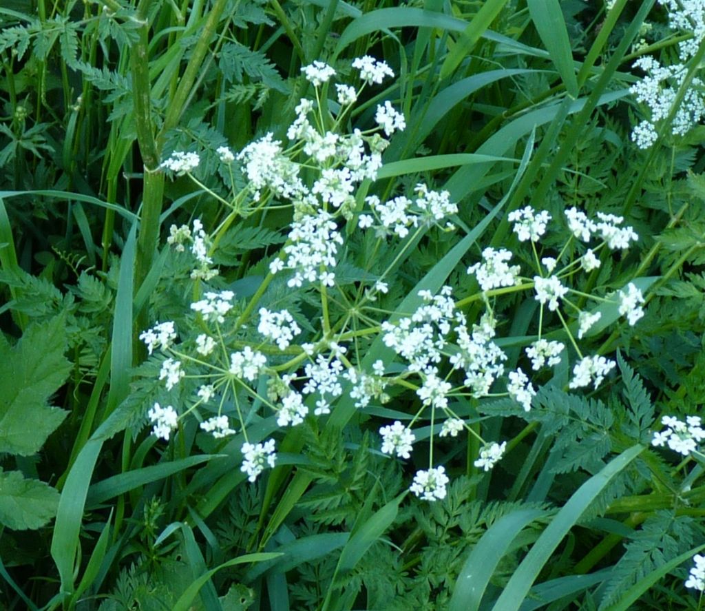 Anthriscus sylvestris