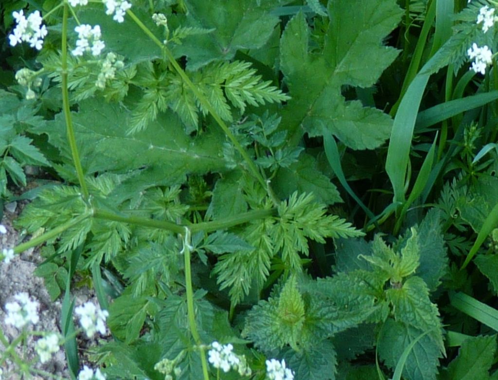 Anthriscus sylvestris