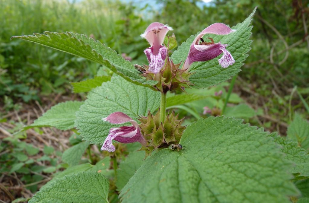 Lamium orvala / Falsa ortica maggiore