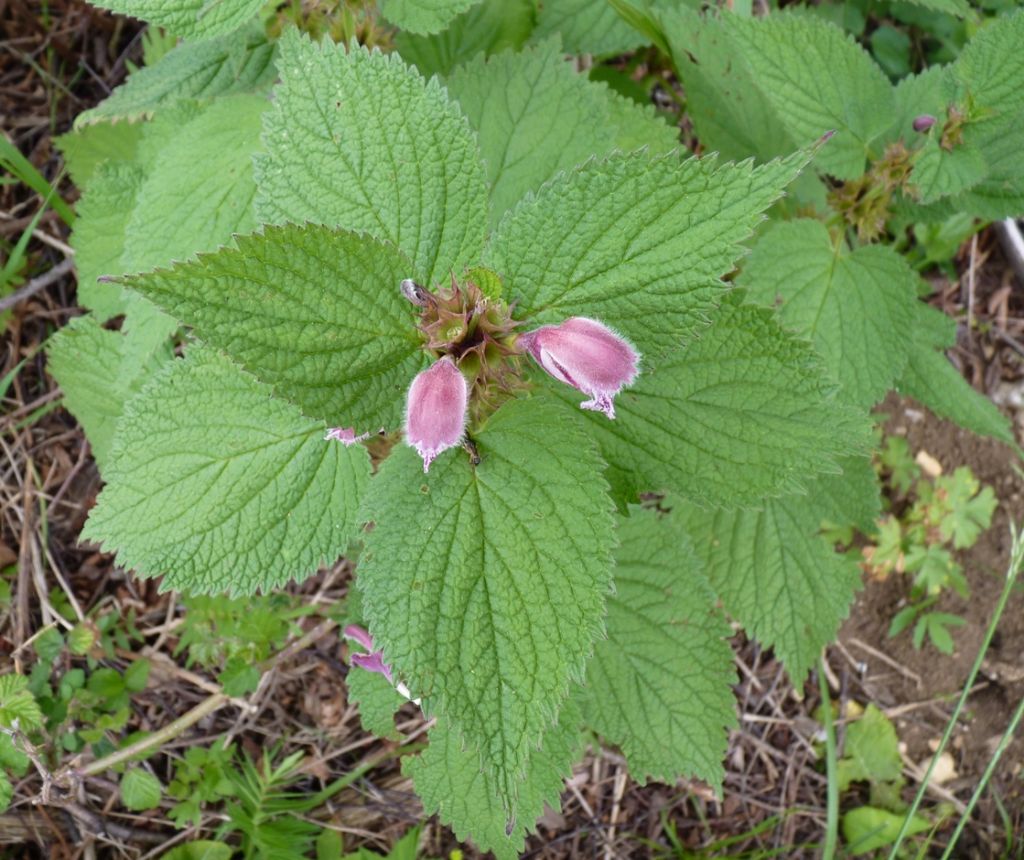 Lamium orvala / Falsa ortica maggiore