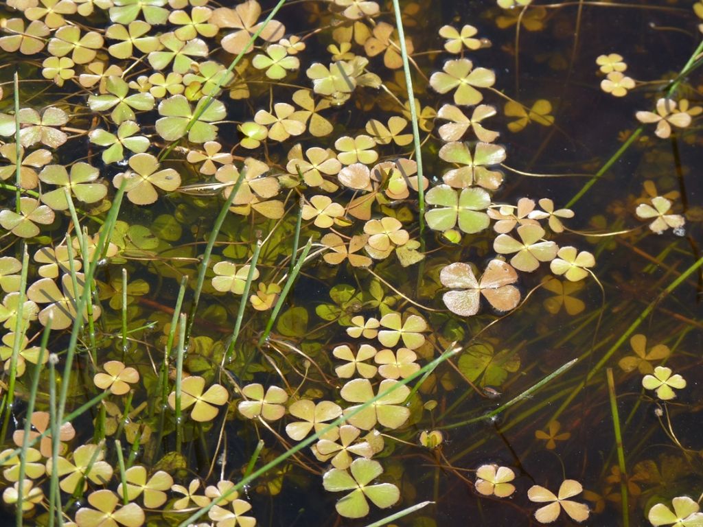Marsilea quadrifolia / Trifoglio acquatico comune