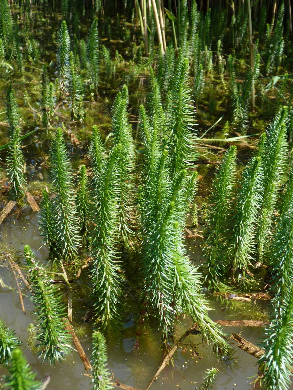 Hippuris vulgaris / Coda di cavallo acquatica