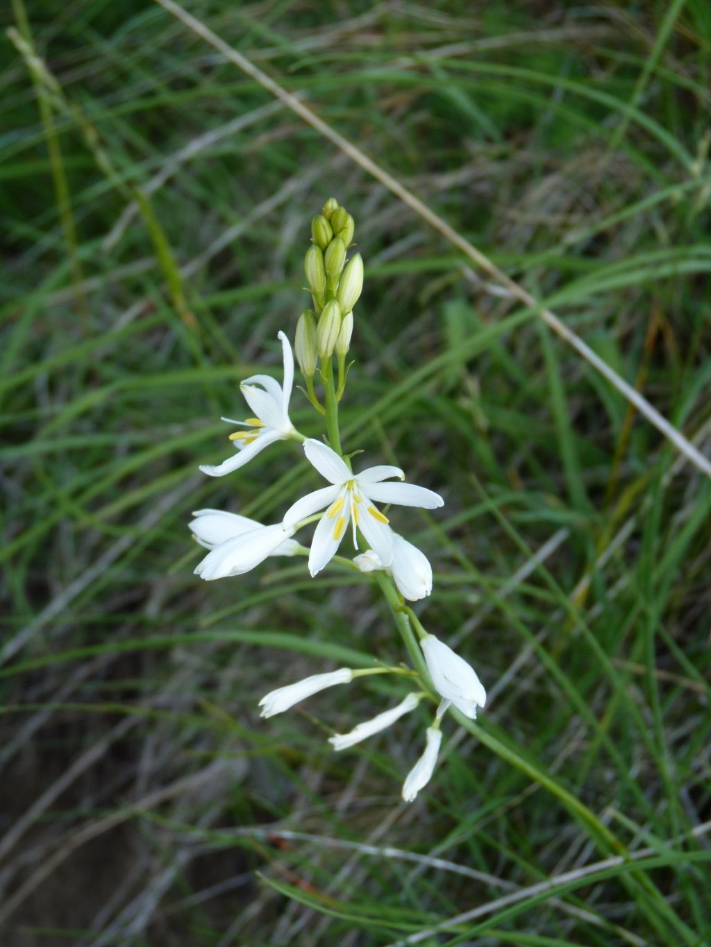 Anthericum liliago