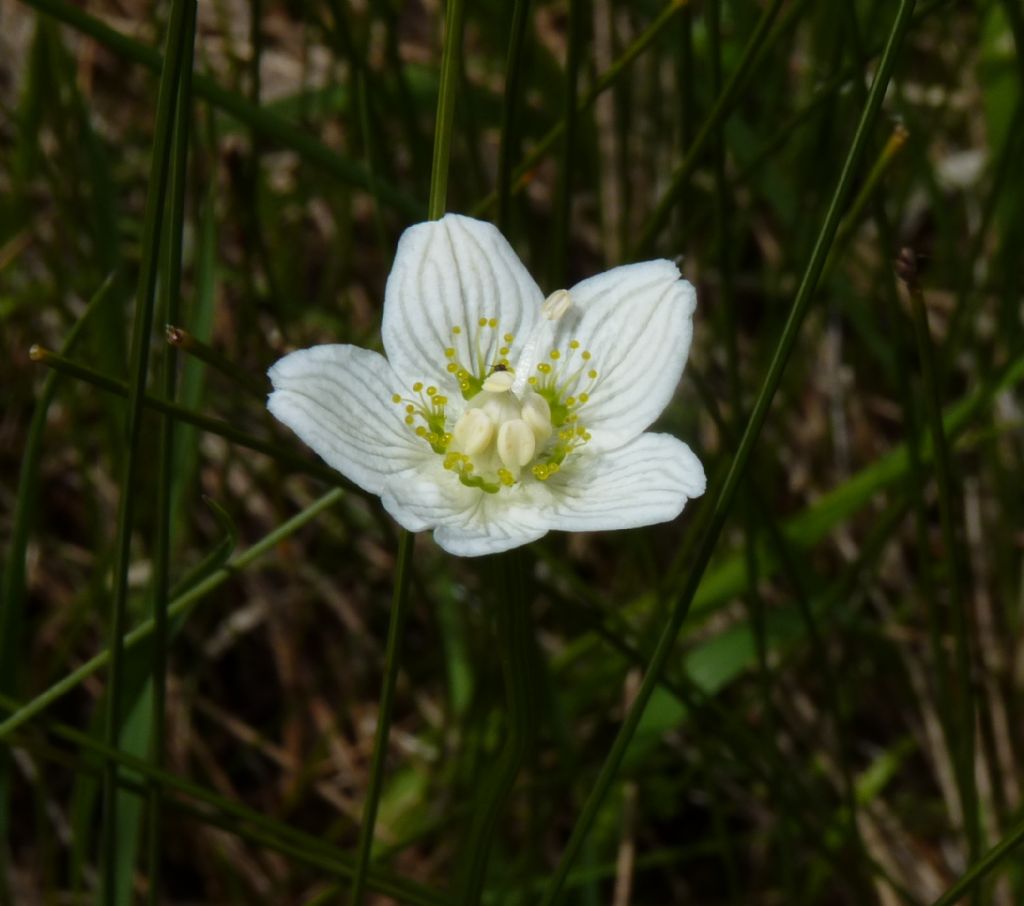 Pianta di torbiera - Parnassia palustris