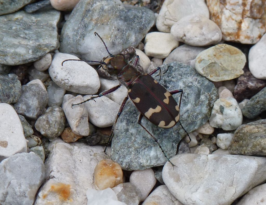 Cicindela hybrida , femmina