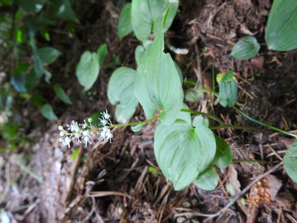 Maianthemum bifolium (Asparagaceae)