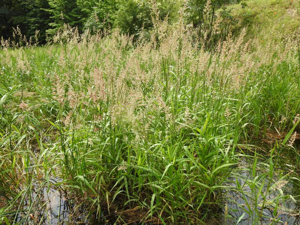Poaceae: Phalaroides (=Typhoides) arundinacea