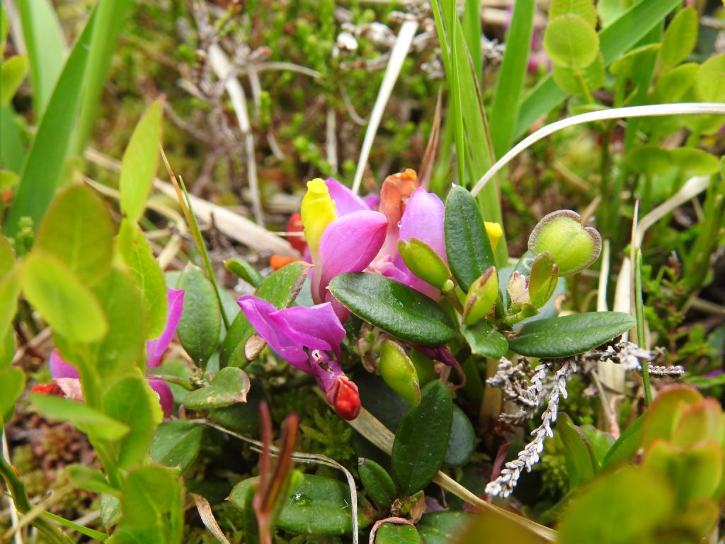 Fiore giallo e rosa:  Polygala chamaebuxus