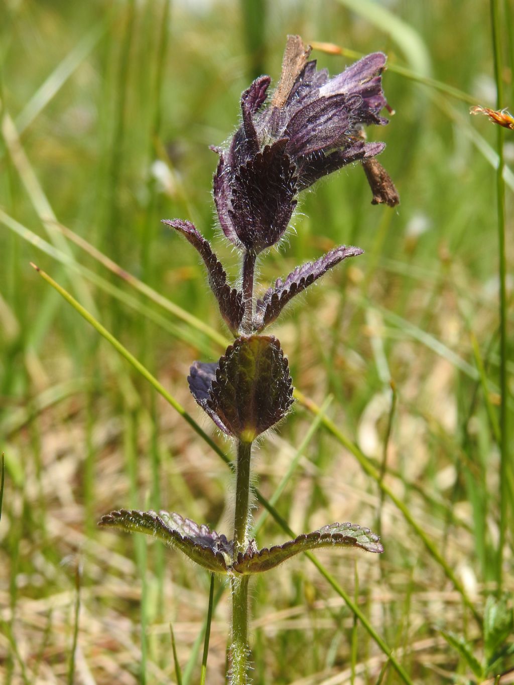 Stachys ?  No, Bartsia alpina  (Orobanchaceae)