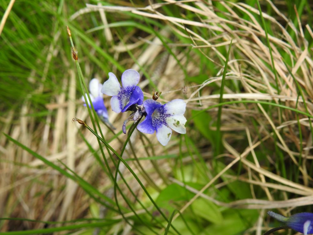 Pinguicula leptoceras?