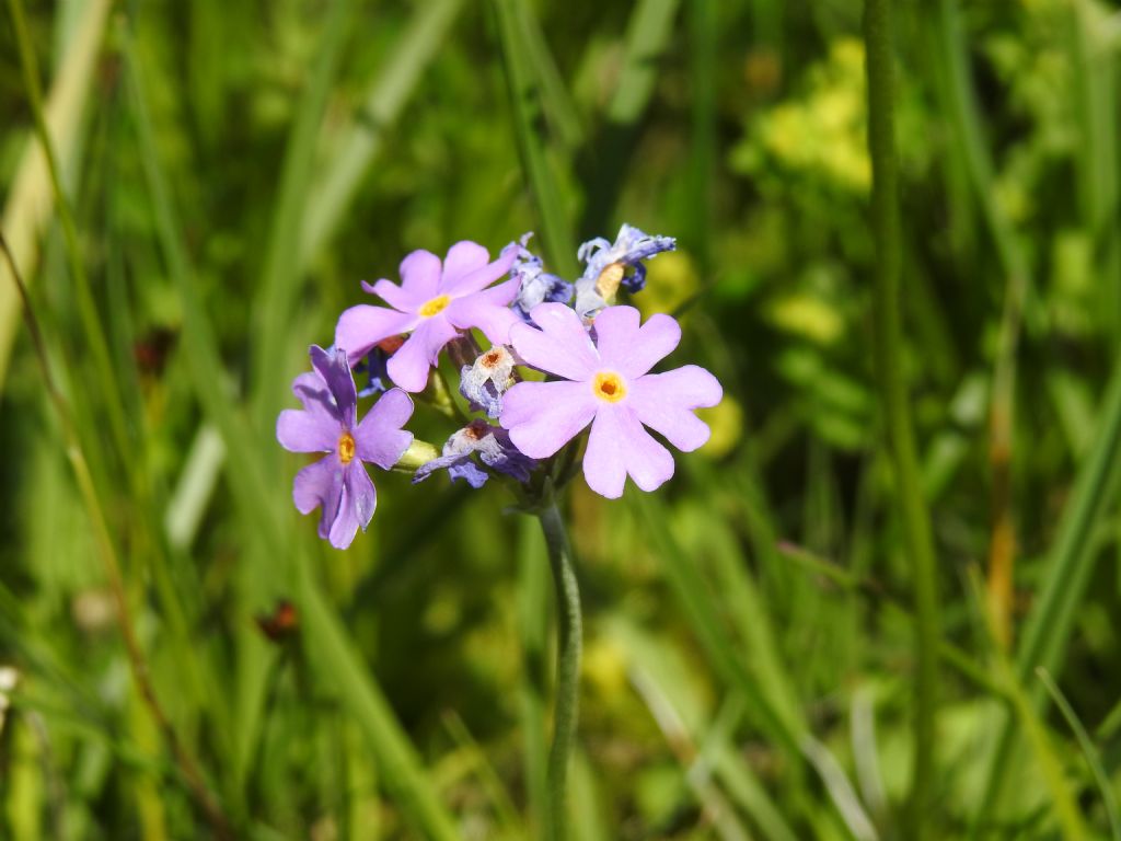 Primula farinosa?  S !