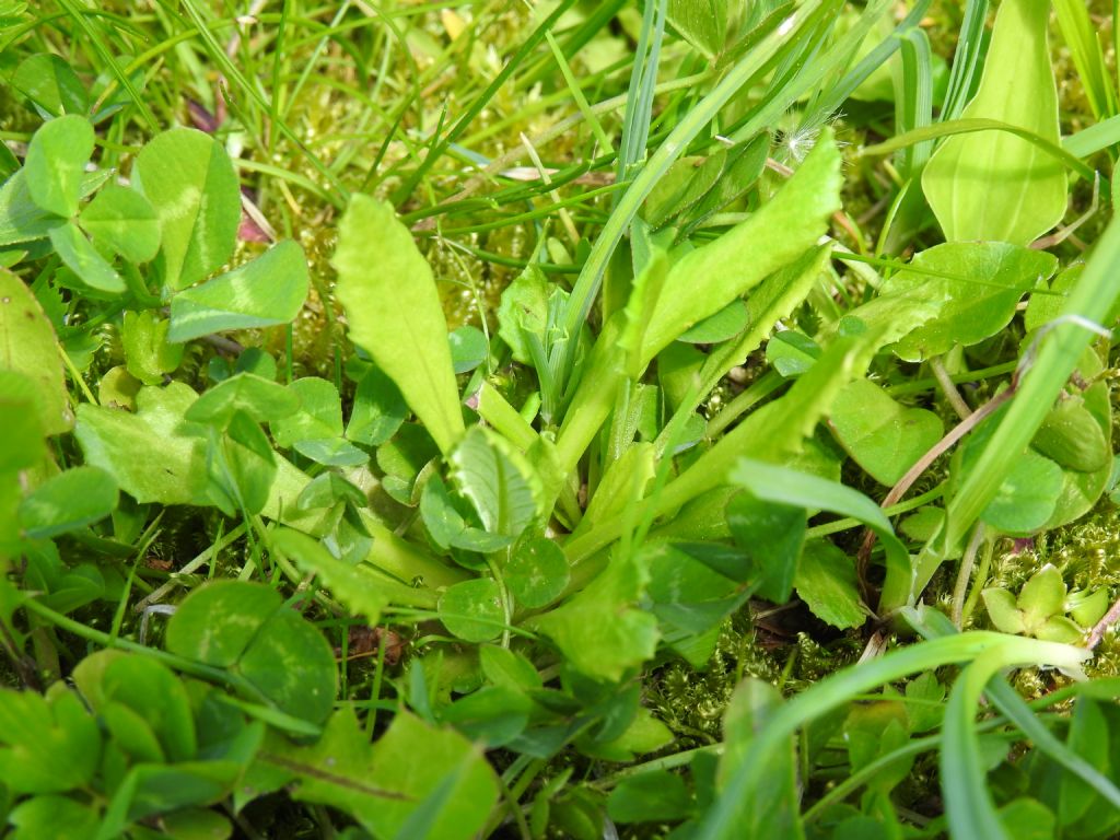 Primula farinosa?  S !