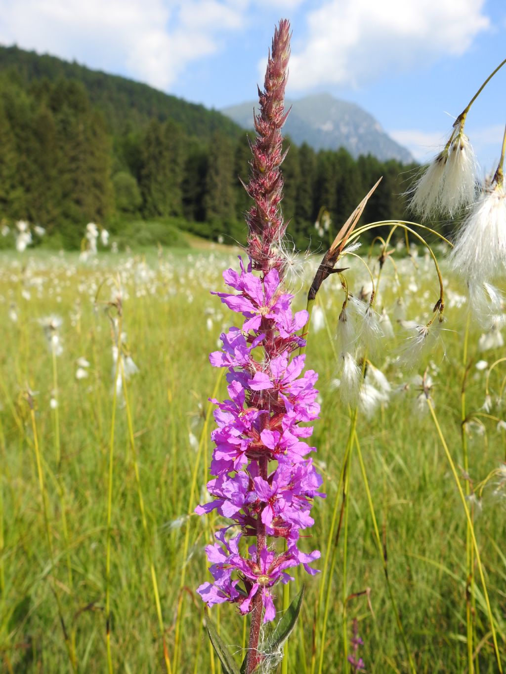 Ephilobium?  No, Lythrum salicaria (Lythraceae)