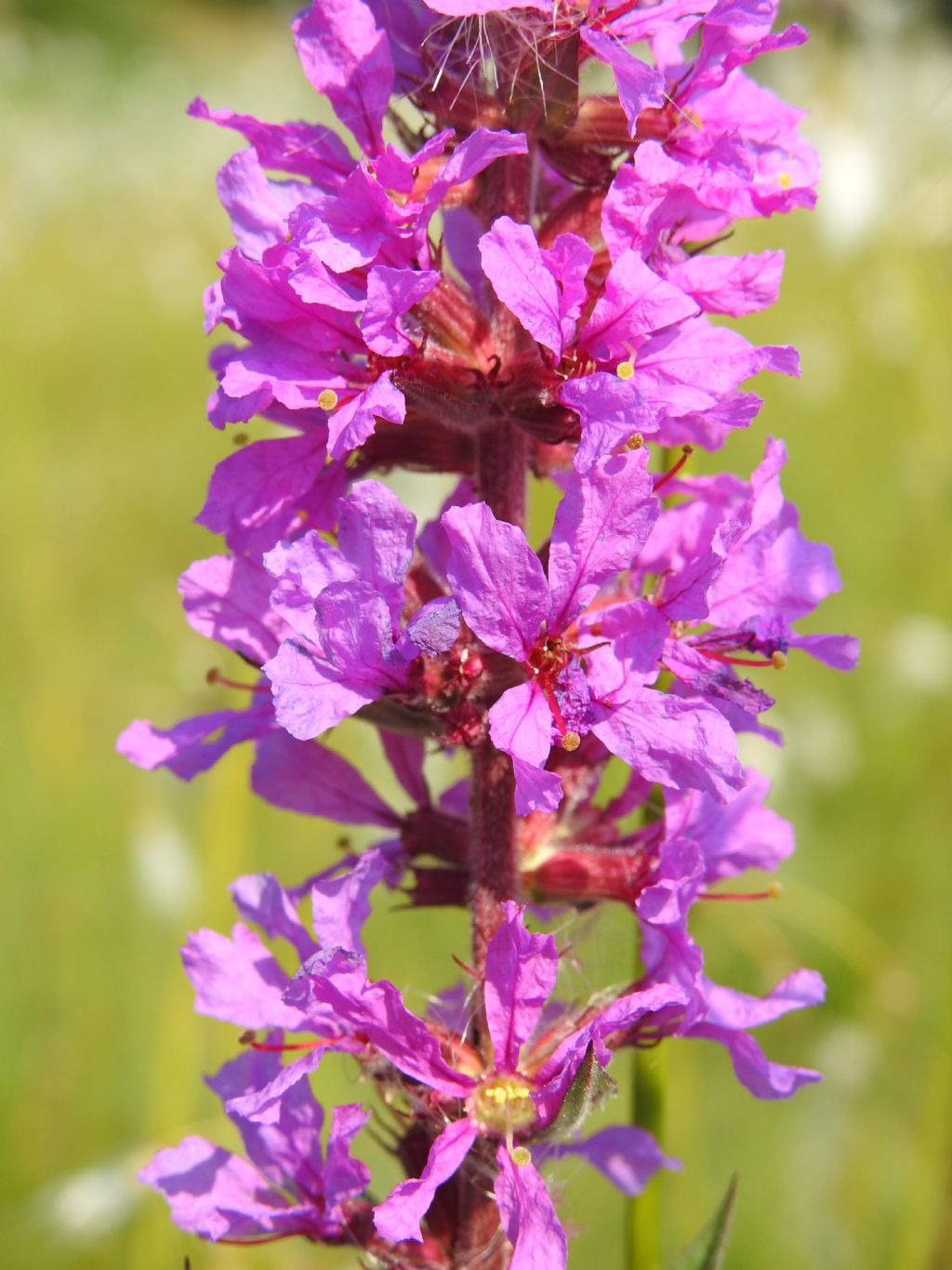 Ephilobium?  No, Lythrum salicaria (Lythraceae)