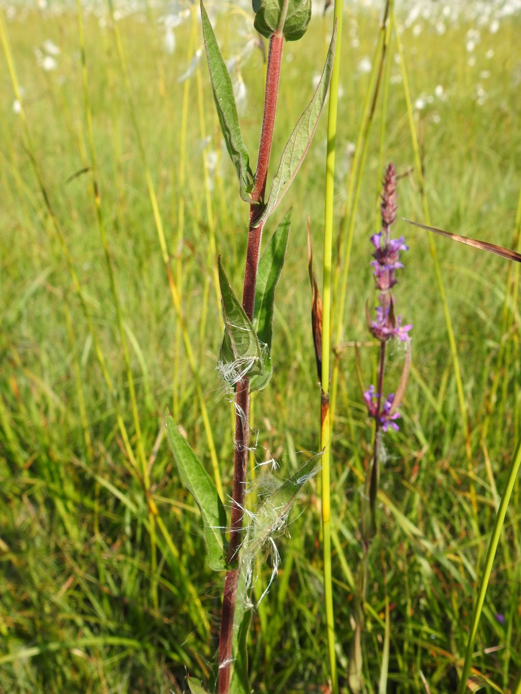 Ephilobium?  No, Lythrum salicaria (Lythraceae)