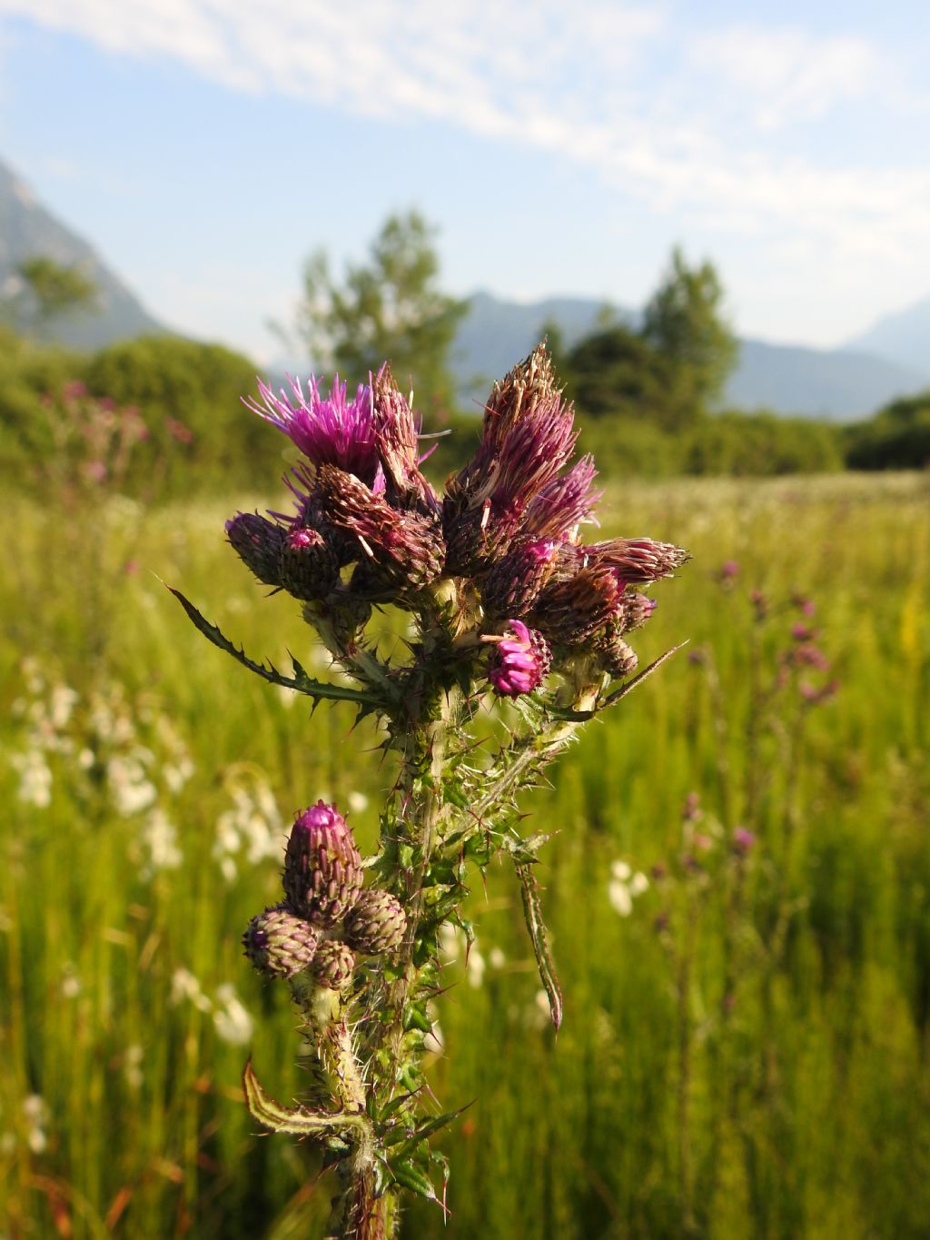 Centaurea sp.?  No, Cirsium palustre