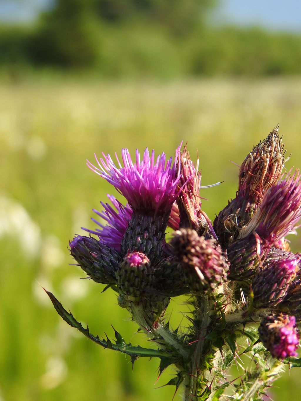 Centaurea sp.?  No, Cirsium palustre