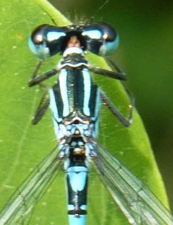 Conferma Coenagrion pulchellum - no, C. puella