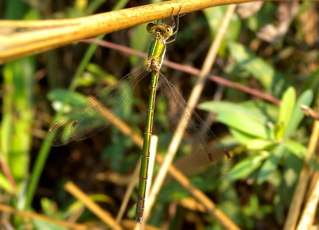Lestes da id.
