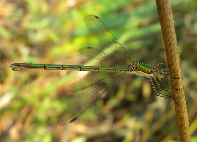 Lestes da id.