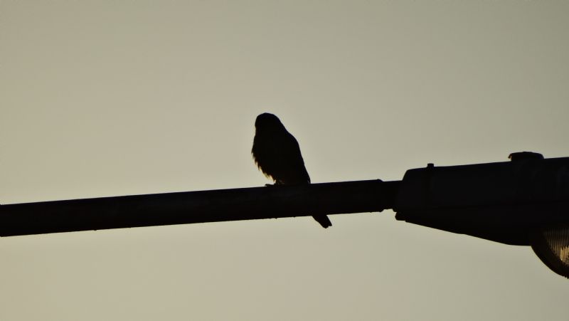 Di quale rapace si tratta?