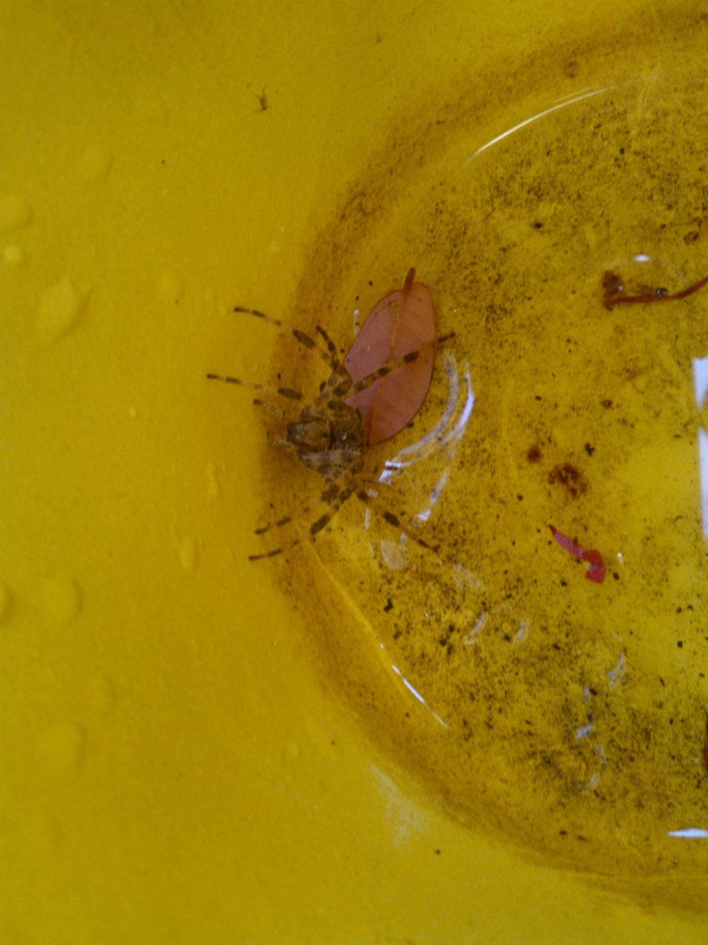 Araneus cfr angulatus - Lucca