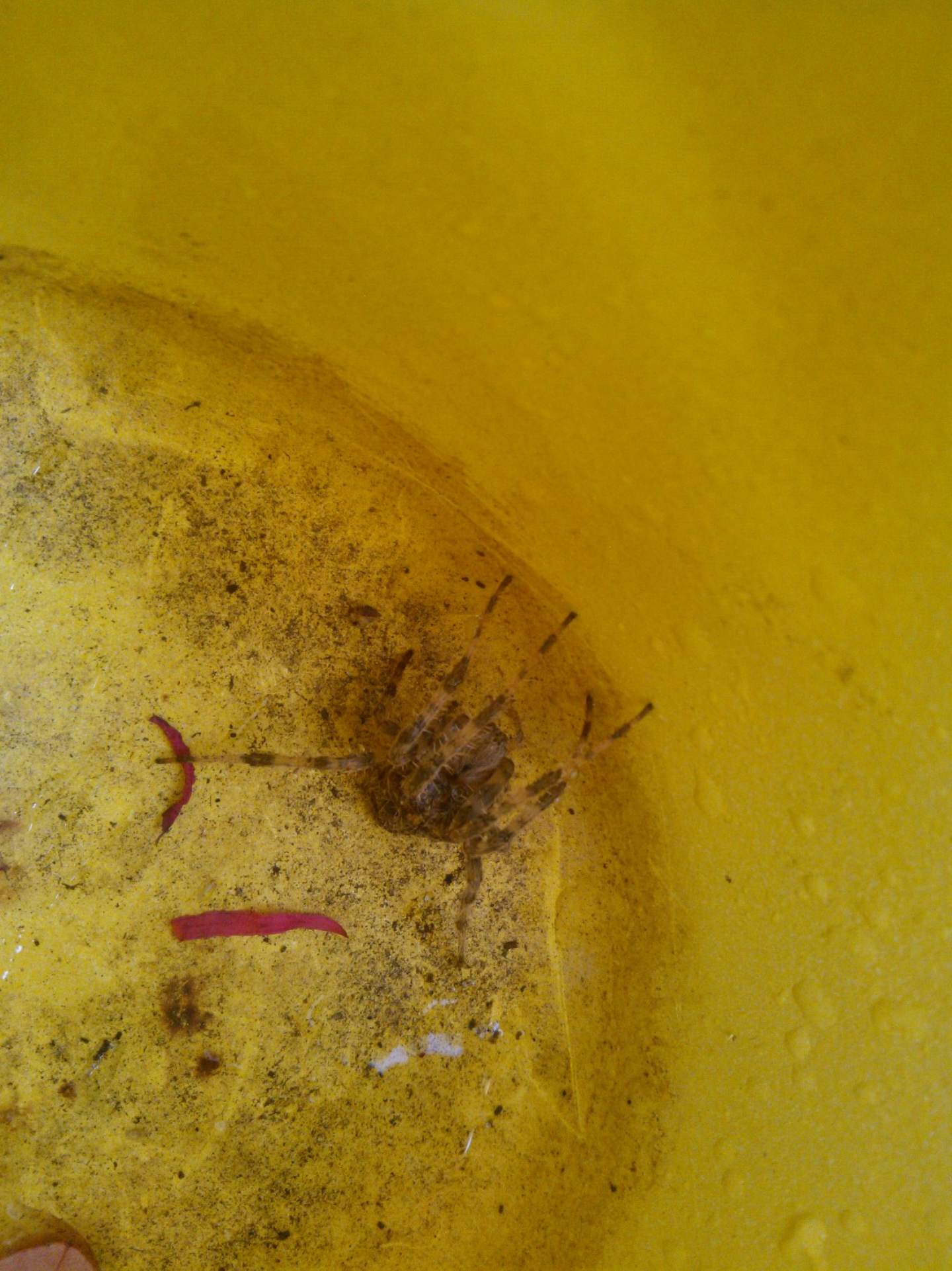 Araneus cfr angulatus - Lucca