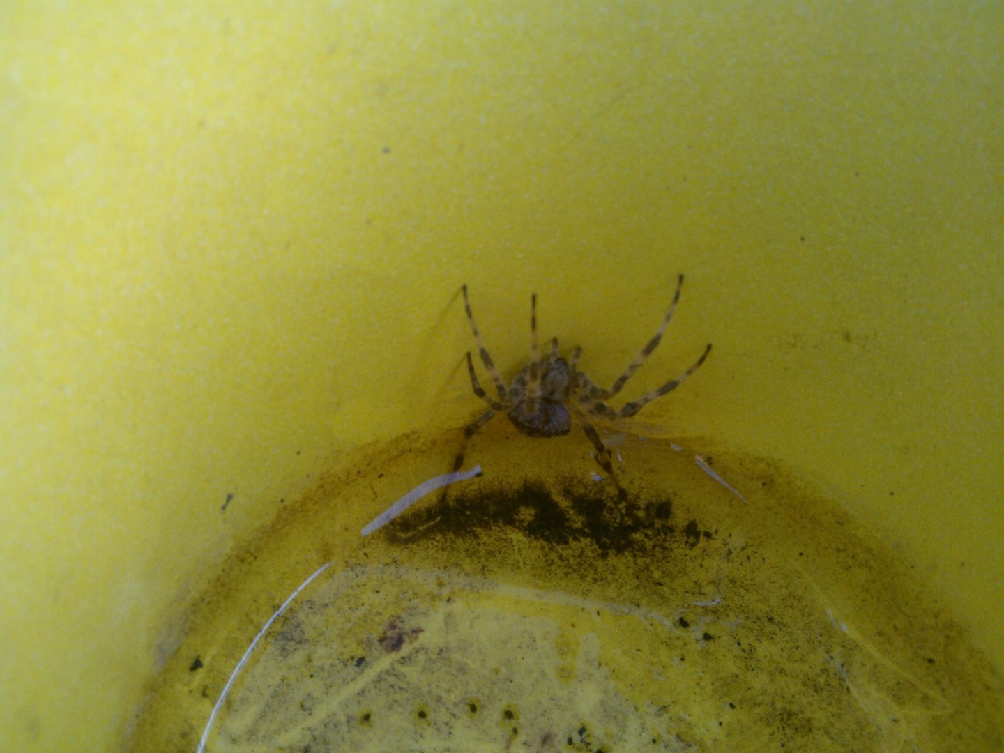 Araneus cfr angulatus - Lucca