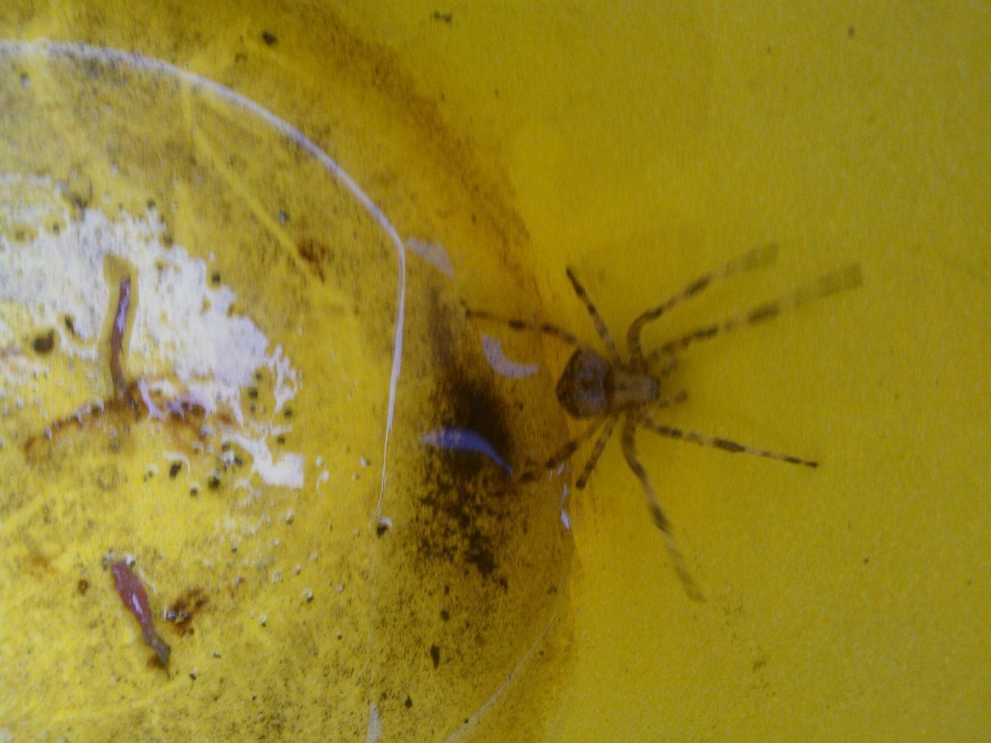Araneus cfr angulatus - Lucca