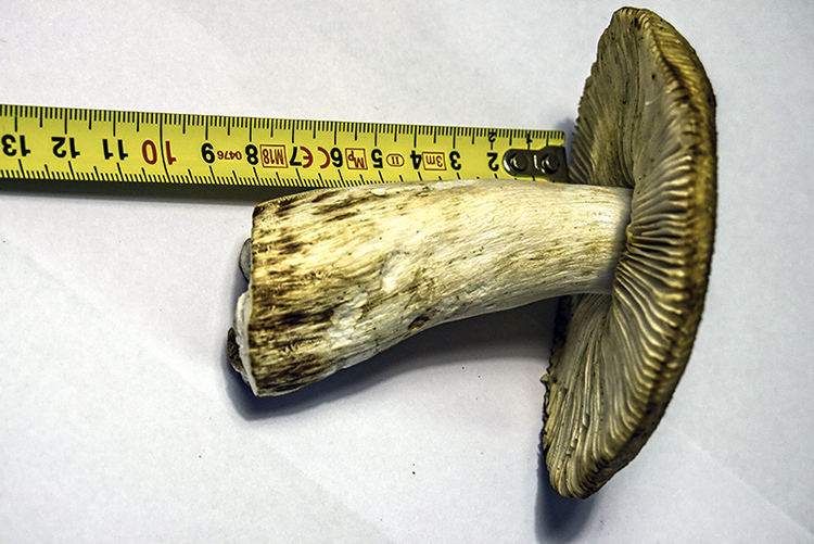 fungo trovato potrebbe essere russola aurata