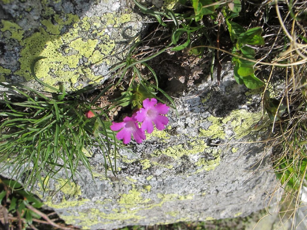 Primula hirsuta o daonensis (o ibrida)