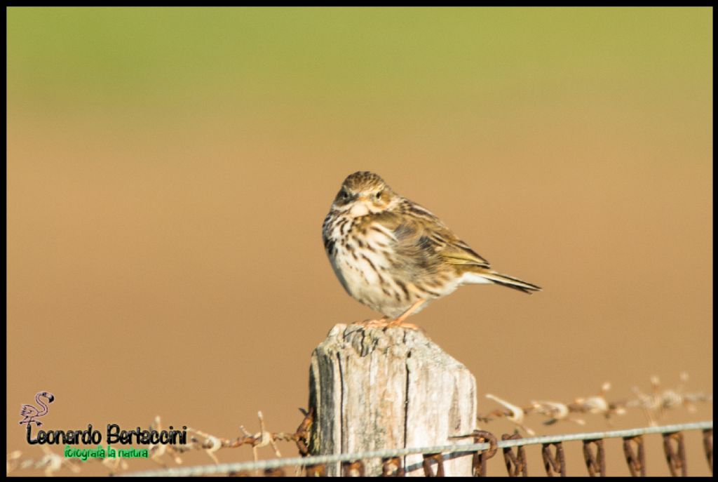 Spioncello o pispola ?