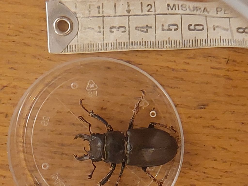 Lucanus tetraodon? S