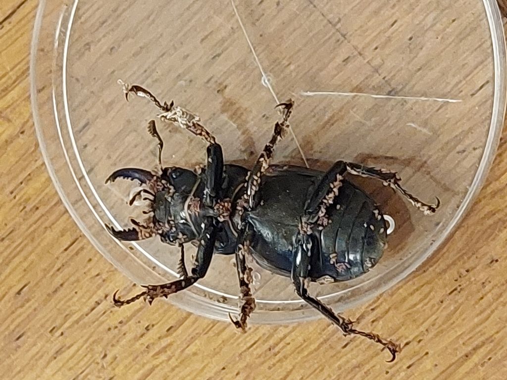 Lucanus tetraodon? S