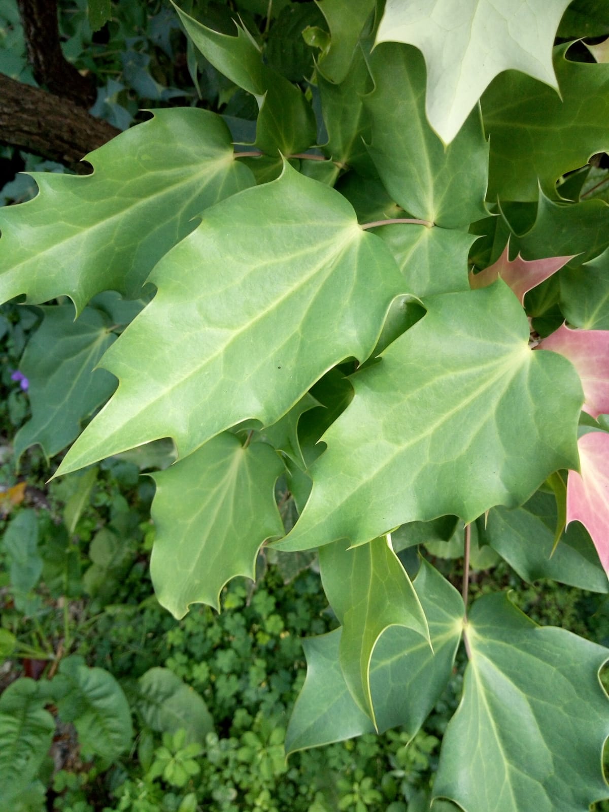 Mahonia sp.