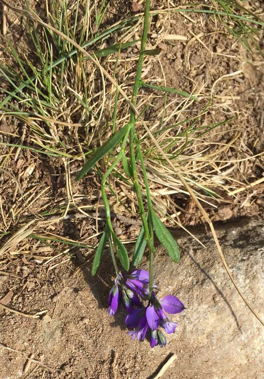 Che specie ? Polygala sp. (Polygalaceae)