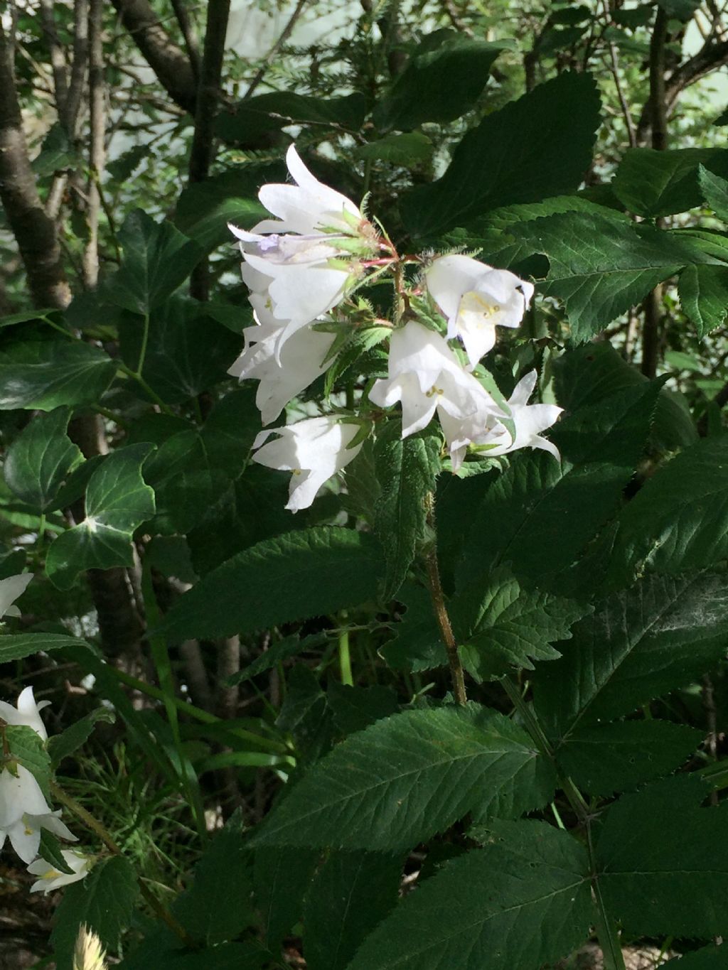 Che specie di Campanula ?  Campanula trachelium