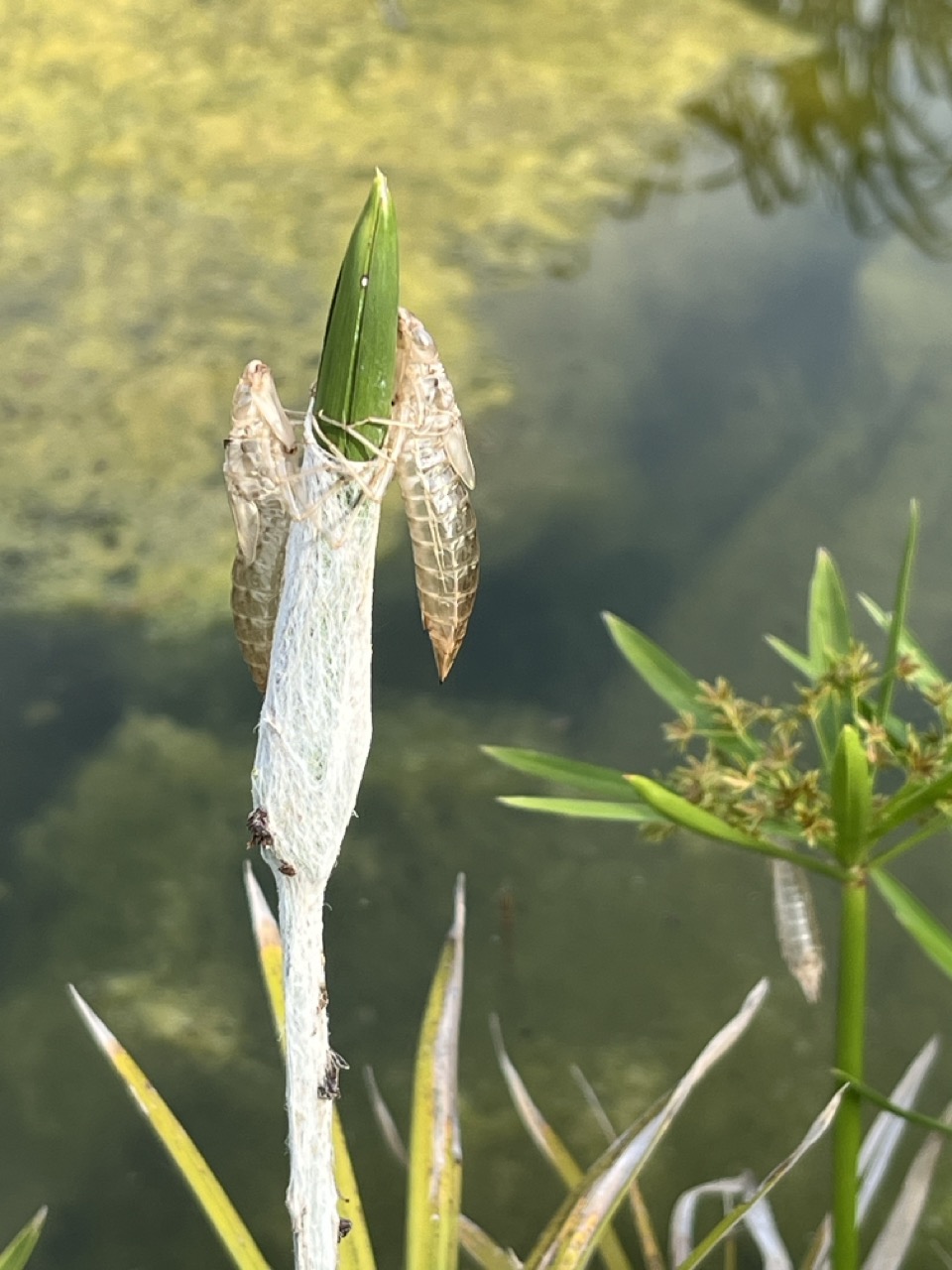 Larva di Anisottero
