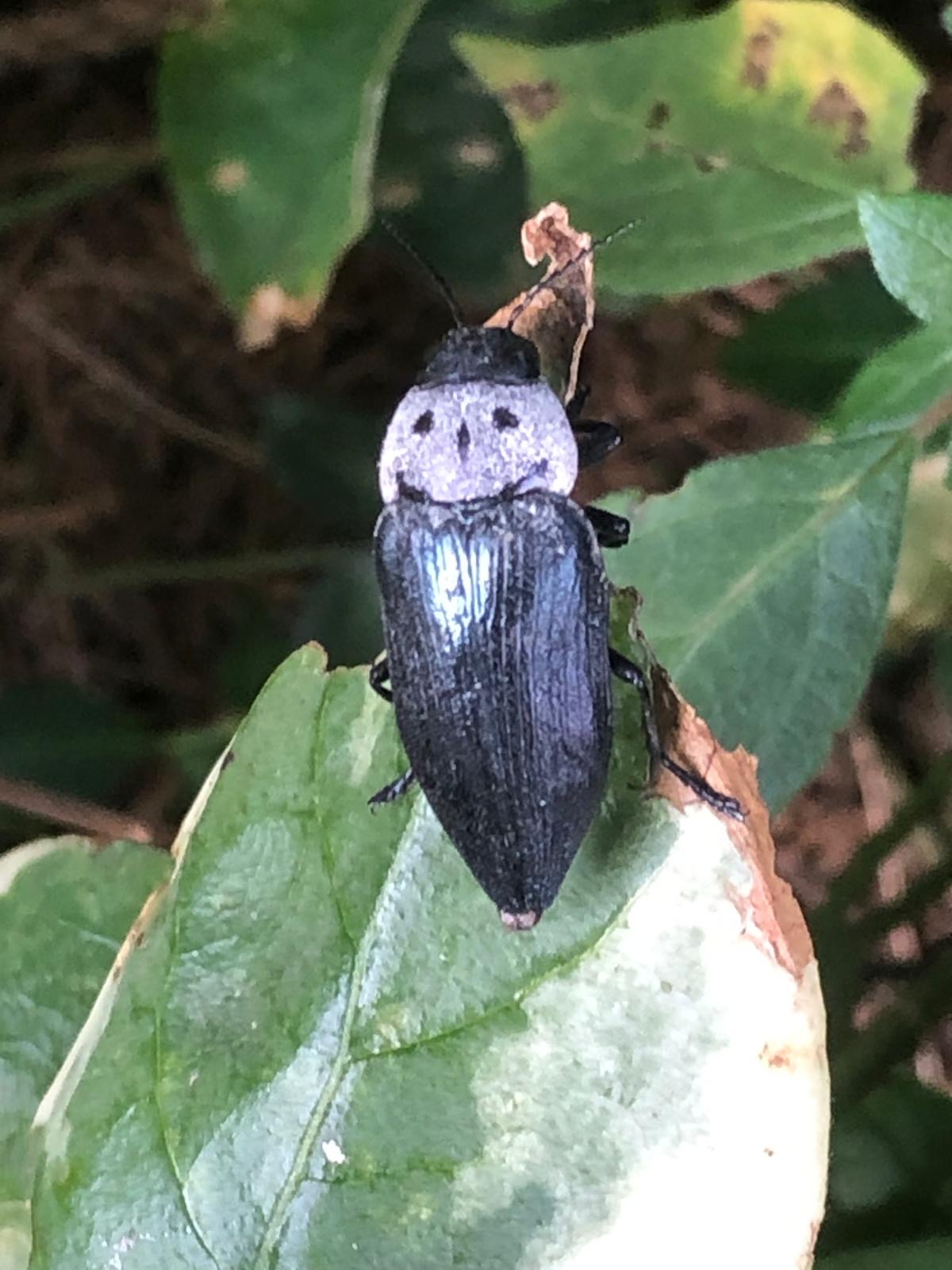 Buprestidae: Buprestis cupressi