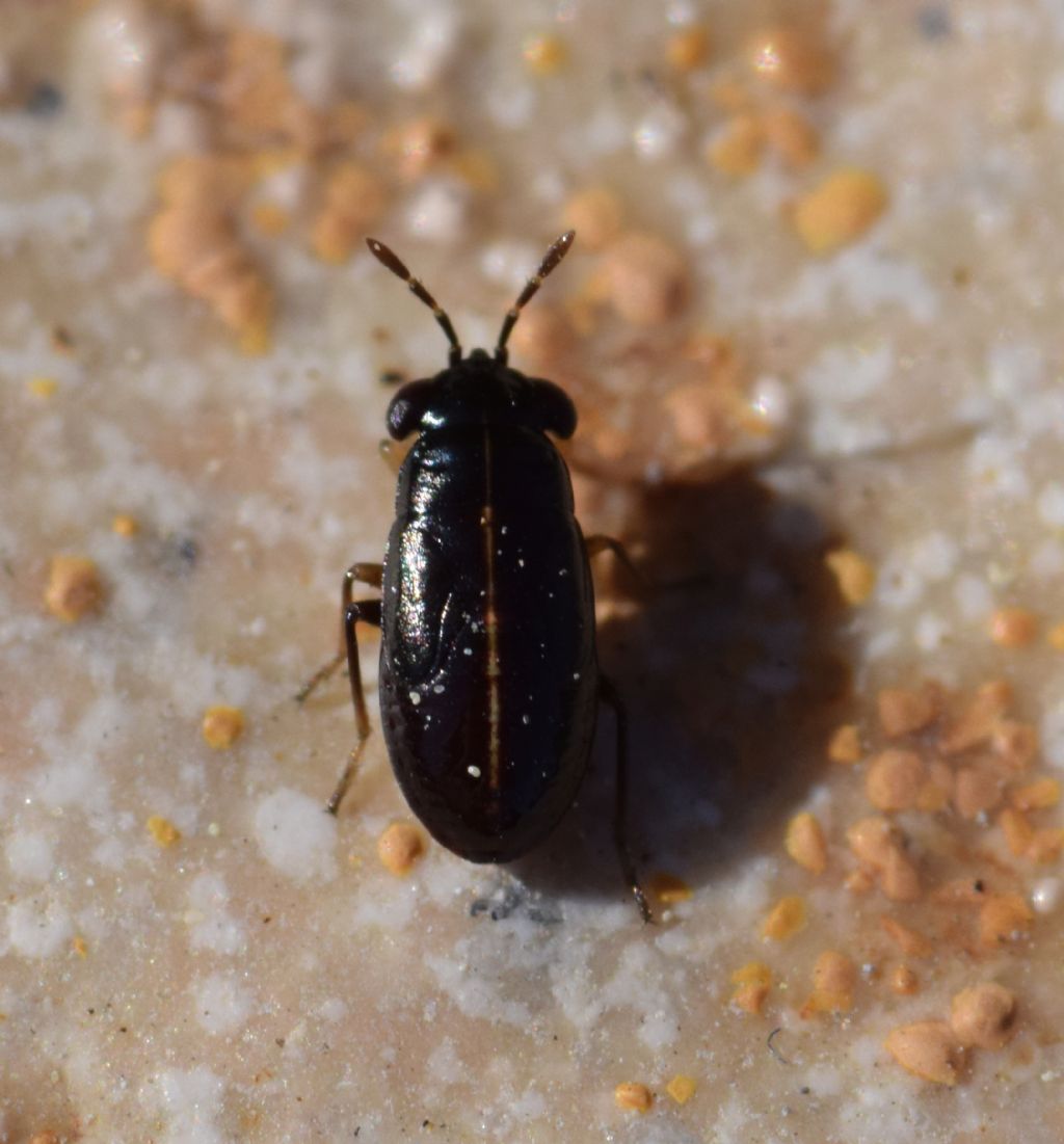 Nymphs of Geocoris erythrocephalus & G. pallidipennis & G. ater & G. lineola