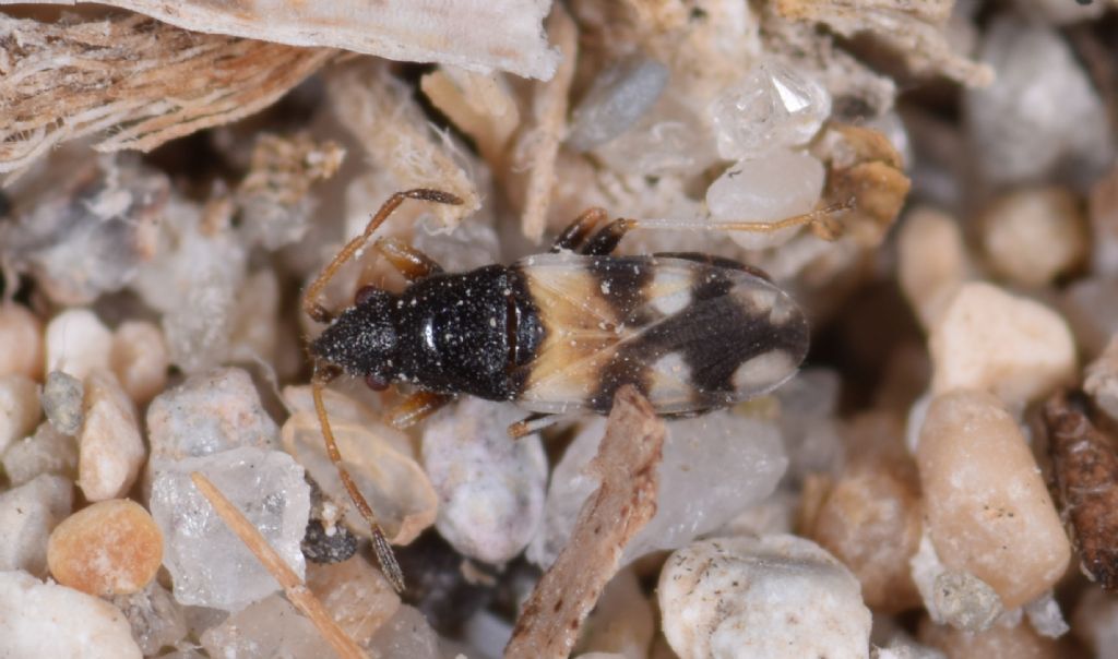 Lygaeidae: Macropternella inermis