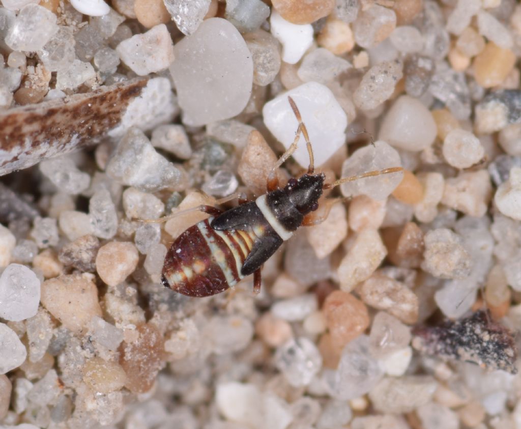 Lygaeidae: Macropternella inermis
