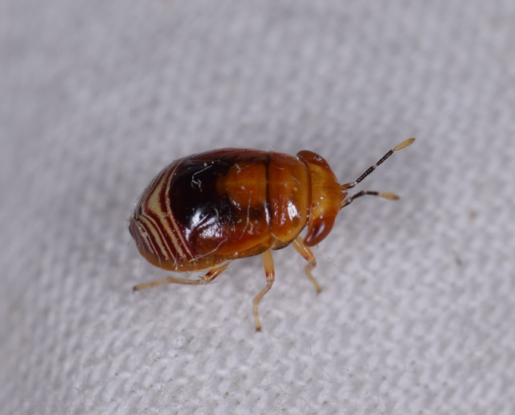 Nymphs of Geocoris erythrocephalus & G. pallidipennis & G. ater & G. lineola