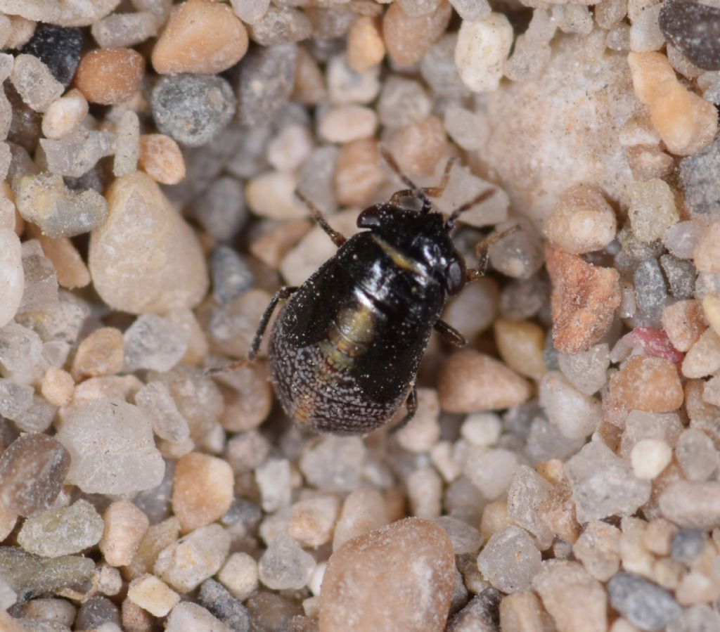 Nymphs of Geocoris erythrocephalus & G. pallidipennis & G. ater & G. lineola